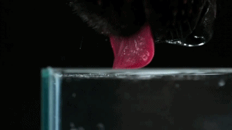 Dog+drinking+water.+awesome_8a565f_4668078