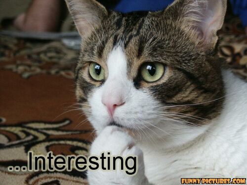 interesting-cat