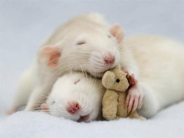 Anne Geddes hadr