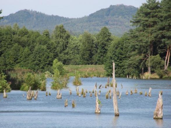 Z rybníků u Hvězdova čouhají torza stromů
