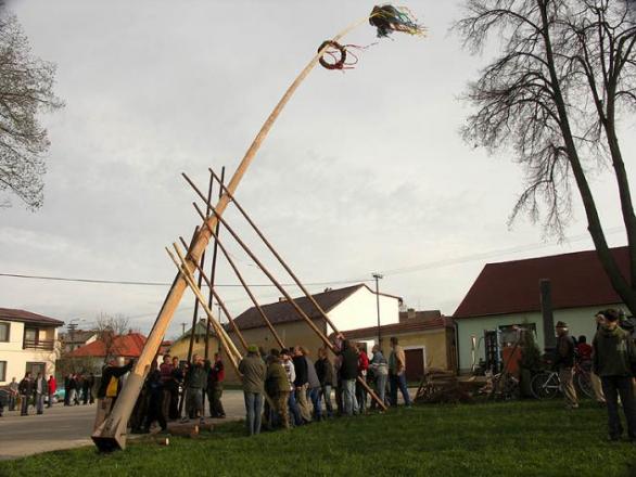 K prvnímu máji na vesnicích neodmyslytelně patří i vztyčování májky - jedné z mnoha z pohanských zvyklostí, které se k prvnímu máji plní.