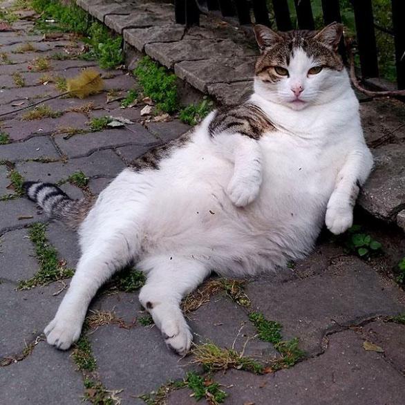 Odpočívej v pokoji, Tombili