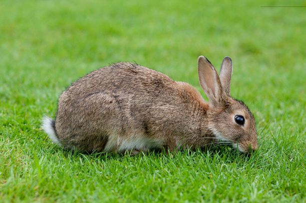 Jíme králíky. Na smetaně, na česneku, na hořčici – v řadě zemí je považován za domácího mazlíčka a jíst ho přijde tamním obyvatelům přinejmenším podivné. Stejně jako nám, když se v Peru baští morčata nebo jinde psi. 