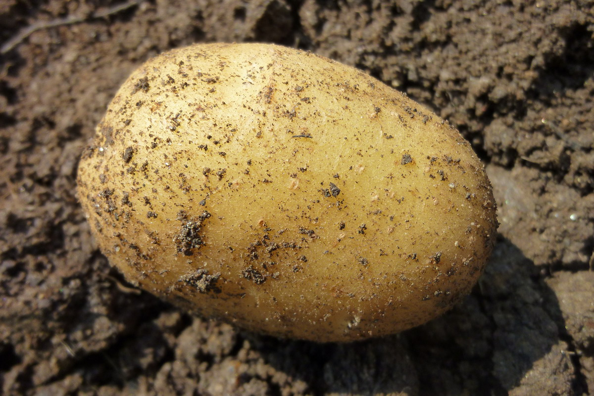 brambora