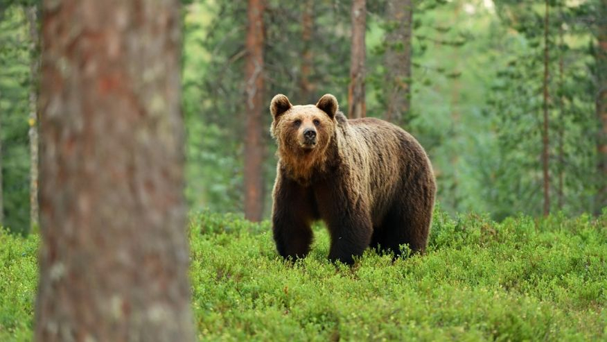 Źeny bývají pomalejší než muži, což se hodí, když narazíte na medvěda