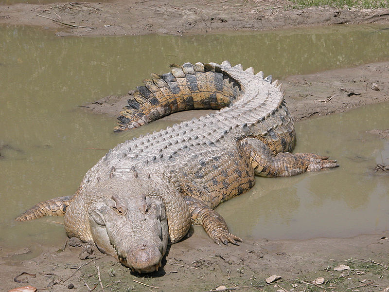 Aby toho nebylo málo, žijí v Austrálii i krokodýlové. Při severním pobřeží lze narazit na rokodýla mořského, libuje si nejen ve vodě mořské, ale i v ústí řek. Setkání s tímto dravcem může mít pro člověka fatální následky.