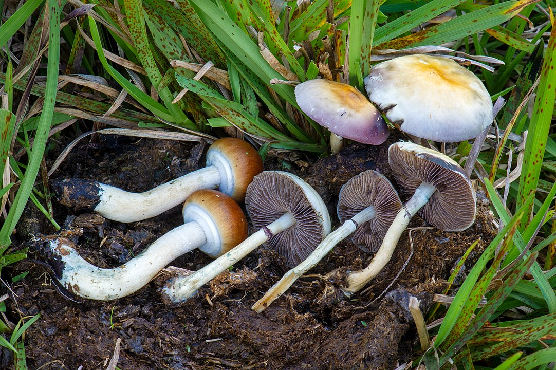 Psilocybe cubensis