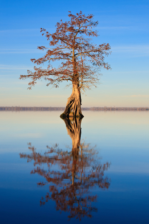 Swamp National Wildlife Refuge, Virginie, USA