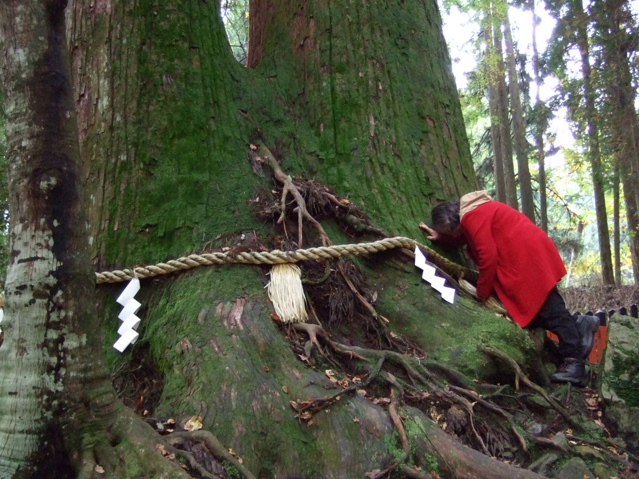 V Japonsku je velmi rozšířená praxe tzv. forest bathing neboli koupání v lese, kdy lidé v hlubokých lesích v tichu a o samotě rozjímají a meditují