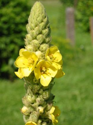 Divizna velkokvětá (Verbascum densiflorum)