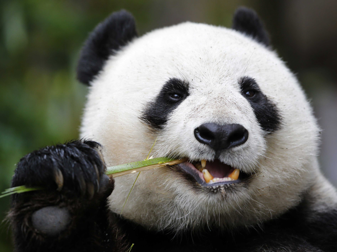 Panda? Proč Babiš raději neřeší kurz koruny k euru?!