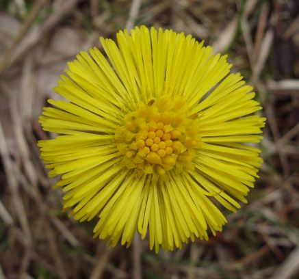 Podběl lékařský (Tussilago farfara)