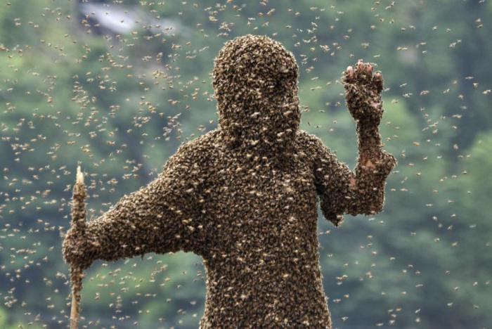 Od té doby, co chovám včely, se manželce na zahradě přestalo líbit