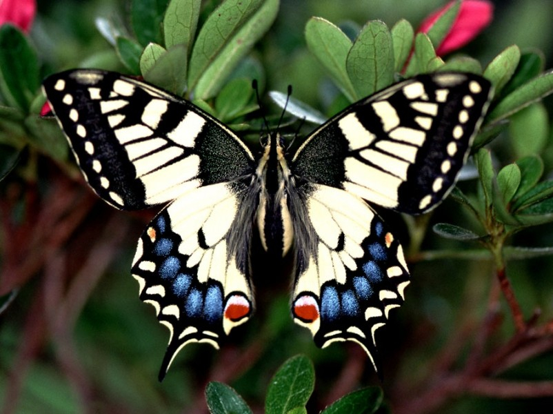 Co je sluníčkovější než motýli? A kolik stojí daňové poplatníky takový jeden rozverný entomolog?