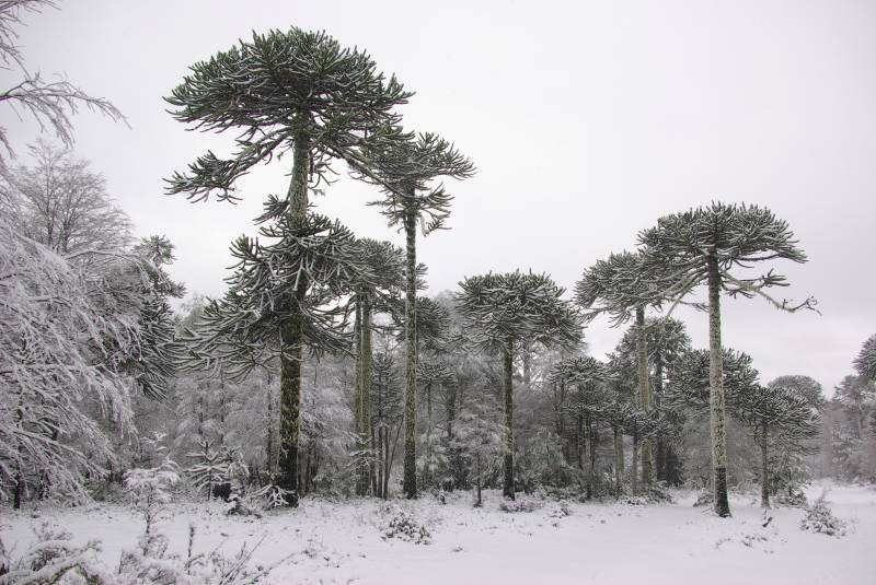 Les Araucaria, Chile