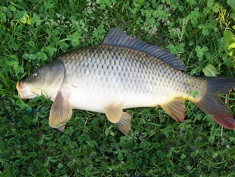 Proč se trápit s kaprem, když si můžete dát steak?