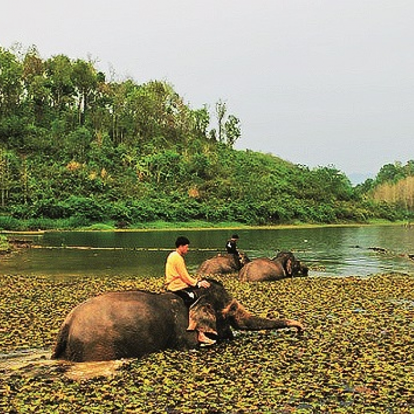 Záchranná stanice slonů Sayboury, Laos – kdysi „země milionů slonů“, dnes jich tu kvůli masivnímu odlesňování a vybíjení žije cca 1600. Starají se tu o ty staré, kterých se zbavili jejich majitelé, jimž sloužili tahání vykáceného dřeva.