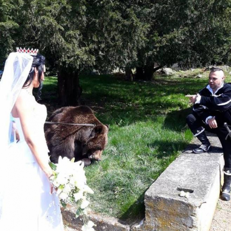 Medvěd byl kvůli bezpečnosti nadrogovaný