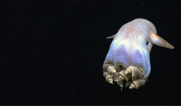 5. Grimpoteuthis