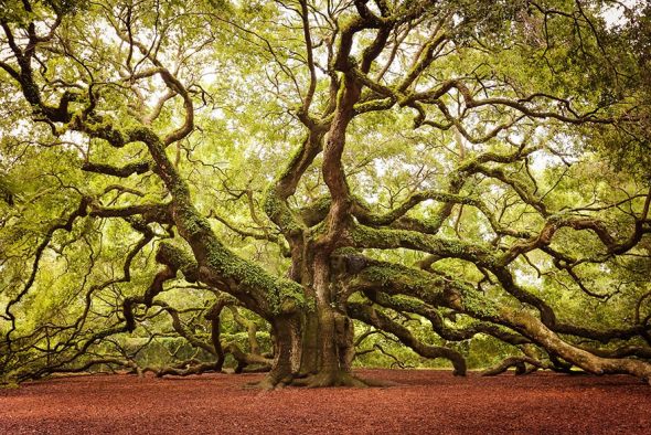 10. Strom Angel Oak v USA