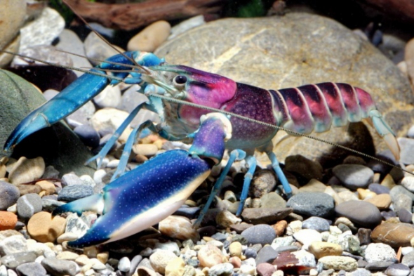 4. Cherax 