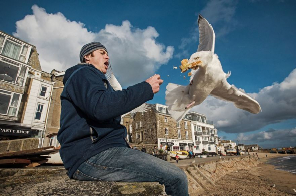 Racek stříbřitý, Cornwall, Spojené království