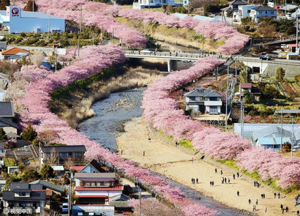 Sakury ve městě Kawazu ve východním Japonsku