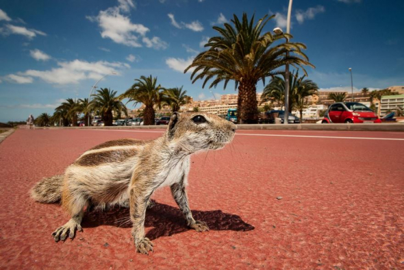 Veverka, Fuerteventura, Kanárské ostrovy