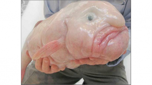 Blobfish