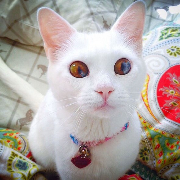 6# Heterochromie může být i částečná, kdy se v jedné duhovce vyskytují společně dvě barvy. Její výskyt je mnohem vzácnější.