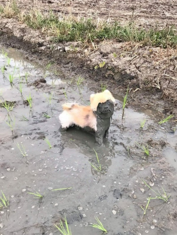 Trošku se při zpáteční cestě domů ušpinil... Ale opravdu jen trošku!