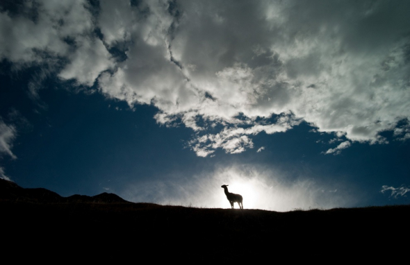 Osamocená lama