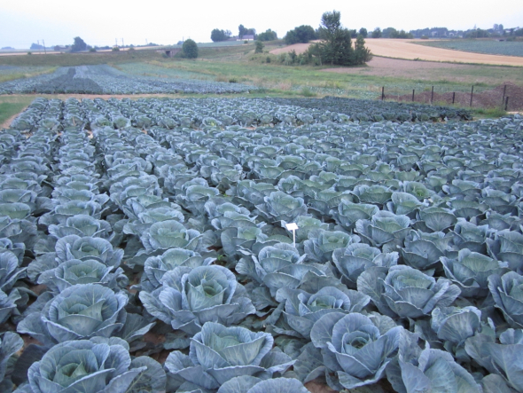 5. Polsko – 103 000 tun ročně