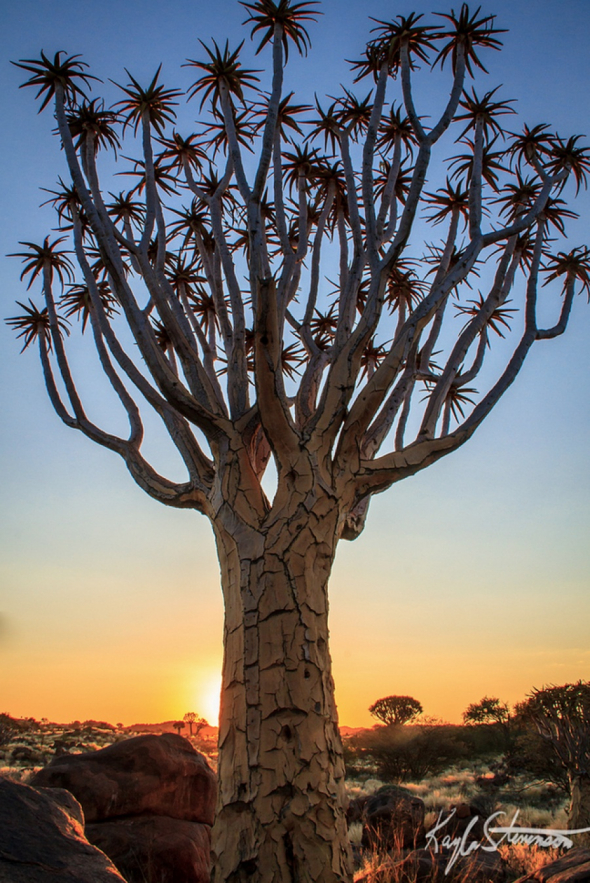 Stromy aloe rozsochaté v Namibii