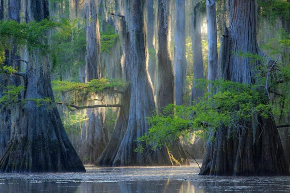 Cypřiše v Caddo Lake v Texasu