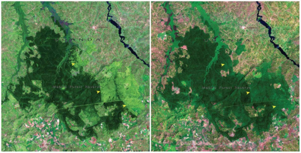 Prales Mabira v Ugandě. Vlevo foto z roku 2001 a vpravo z roku 2006.